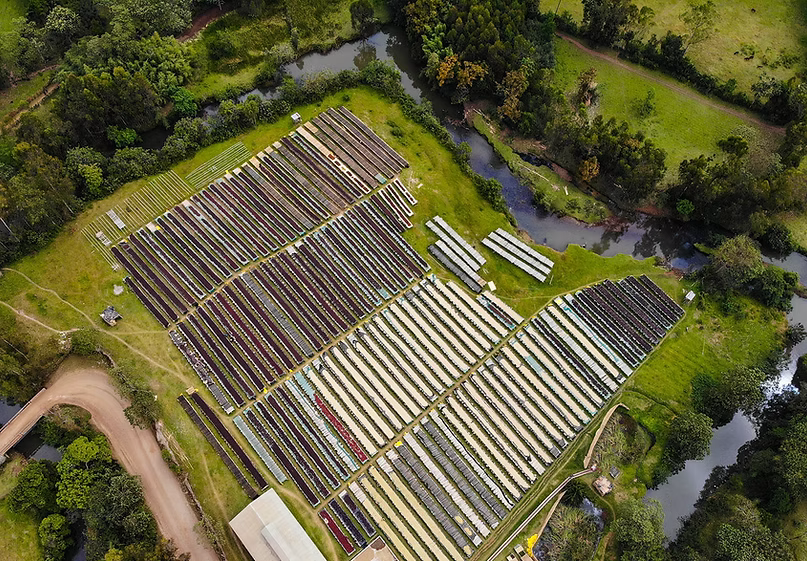 Peachberry - Ethiopia (Daye Bensa)