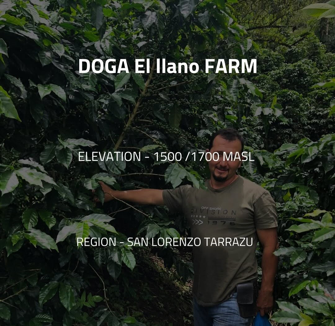 Amber Dulce - Costa Rica