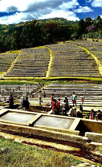 Peachberry - Ethiopia (Daye Bensa)