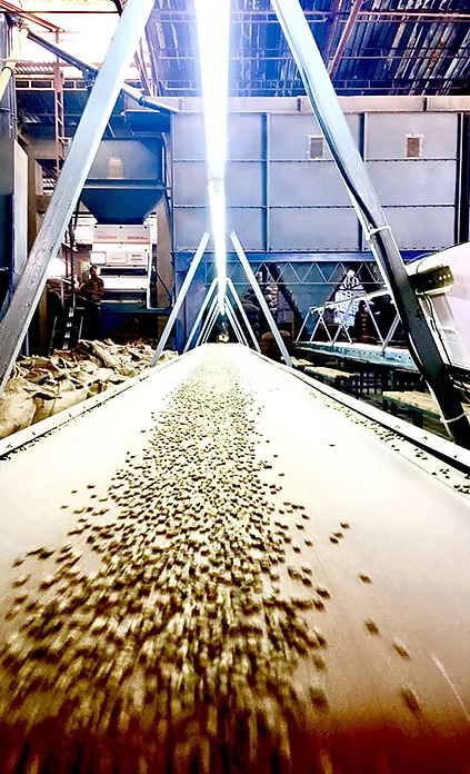 Peachberry - Ethiopia (Daye Bensa)