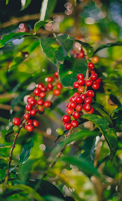 Peachberry - Ethiopia (Daye Bensa)