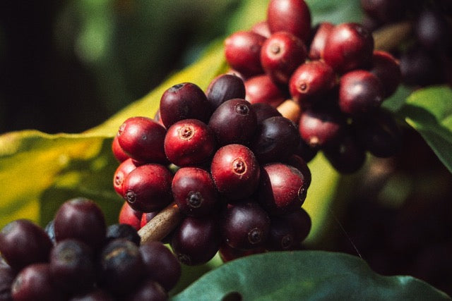 Crimson Dragon - China