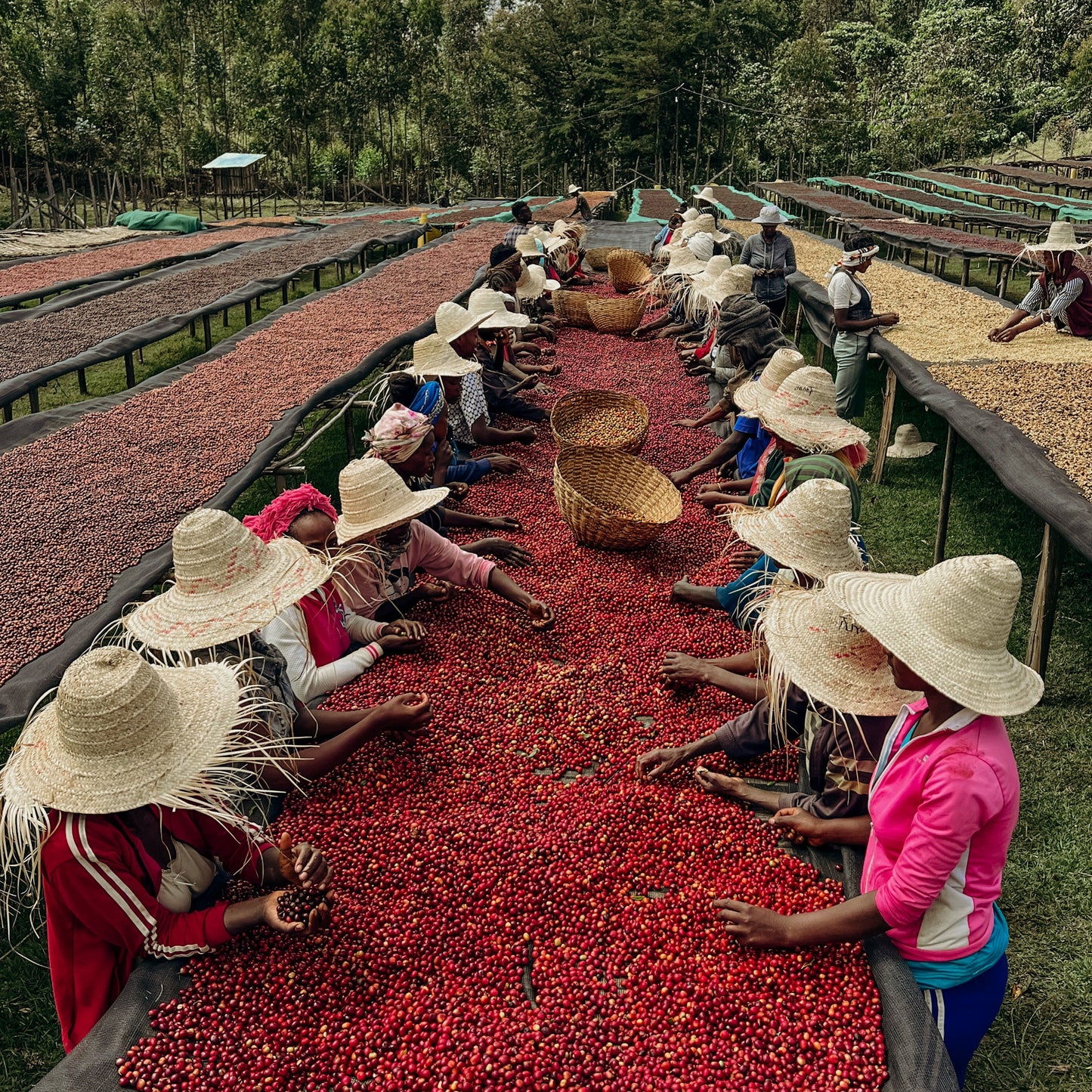 Gummy PoP - Ethiopia (Elto Coffee)