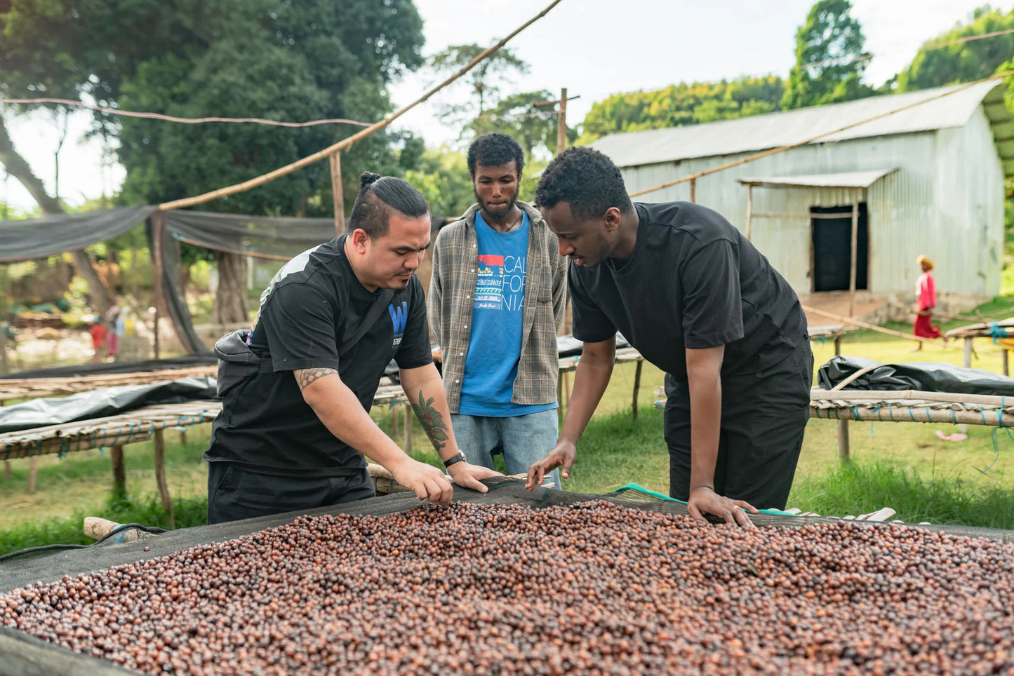 Peachberry - Ethiopia (Daye Bensa)