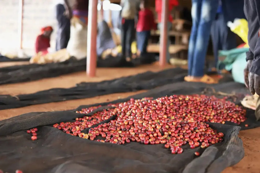 Kenyan Treasure - Kenya