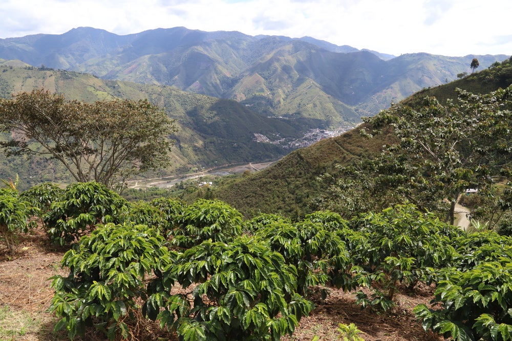 Gold Dust - Colombia