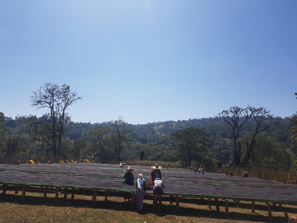 HAMBELA - Ethiopia