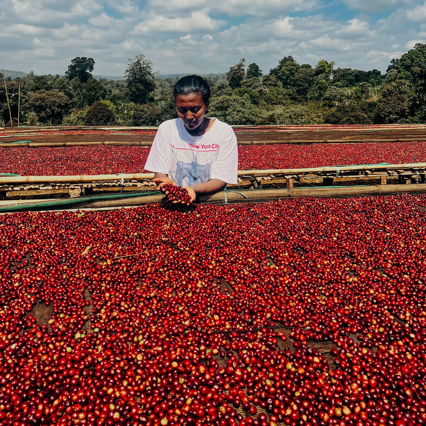 Gummy PoP - Ethiopia (Elto Coffee)