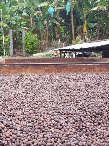 Velvet Truffle - Colombia