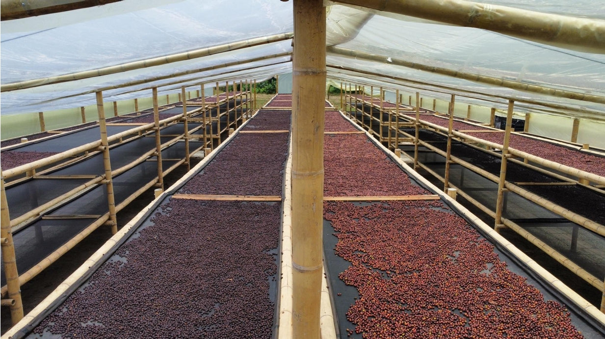 Kombucha  - Colombia