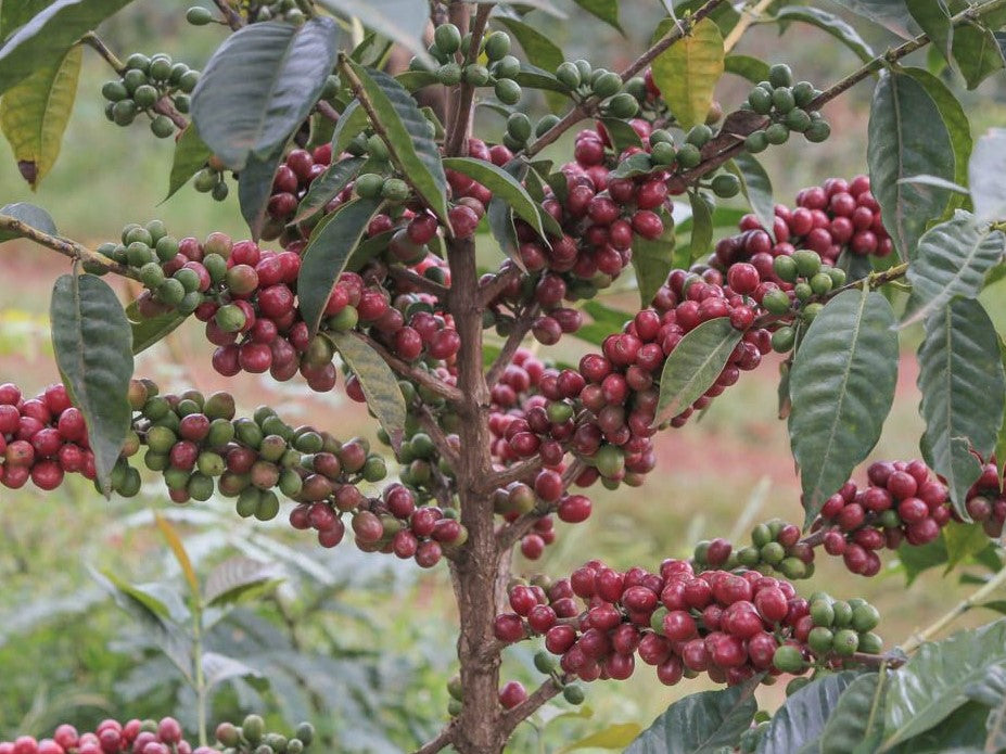 Berry POP - Ethiopia