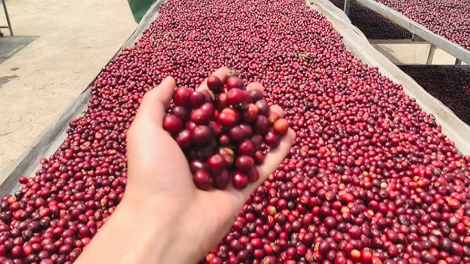 Crimson Dragon - China