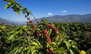 Crimson Dragon - China